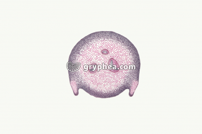 Pétiole de fougère x5 - gryphea.com